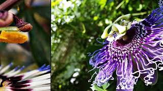 Passion  Flowers 2