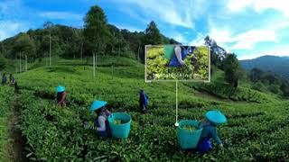 PT. Chakra Dewata Tea Estate 360 Virtual Tour