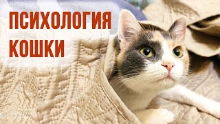 Нужна ли кошке ваша нежность?