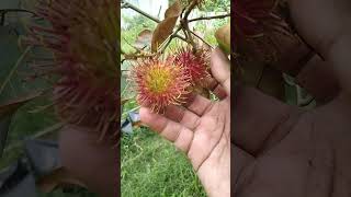 Panen perdana rambutan manis samping rumah