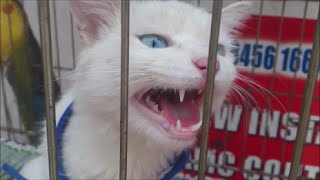 Cute White Cat become Angry after being Caged