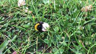 Bumblebee bee 🐝 up close listen to the buzzing sound