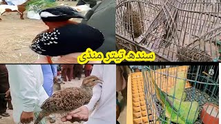 Sindh Kala Teetar Mandi ! Teetar Mandi ! Dakhni Irani kala teetar Chicks animals mandi Sindh 2023