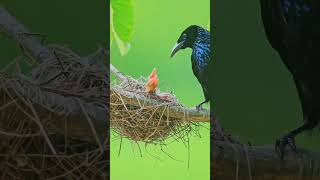 Birds" #viralvideo #trendingvideo #shortsfeed #trendingshorts #birds #youtube_shorts