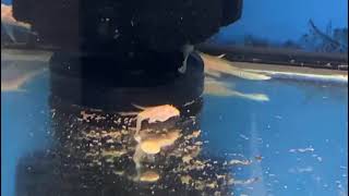 tank cleaning fish