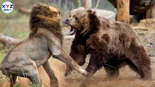 Bear VS Lion | Who Will Win?