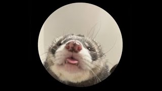 Pedro Pedro Ferret Edition (Jaxomy & Agatino Romero Remix)