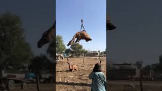 How to loading camels in truck wow amazing November 15, 2024#animals #camel #youtubeshorts #shorts