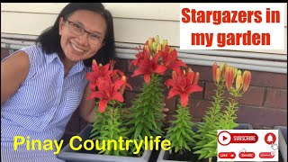 Stargazers in my garden -Pinay Countrylife #garden  #flowers  #plants  #retiredlife  #viral