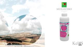 Kelpstar Boro - Mugavero Fertilizers