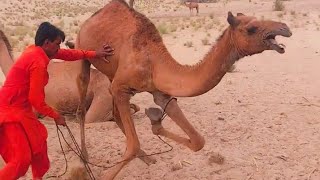 The Desert camel are Danger #jungle #animals #camel #dangerous #comedy #wildlife #video #fun #angry