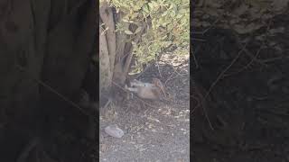 Cutest sleeping cottontail. #rabbit #rabbits #bunny #desertcottontail #cottontail