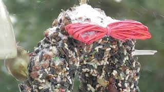 American Tree Sparrow On Wreath with Goldfinch