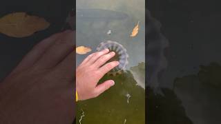 Grabbing A Jellyfish! #shorts #animals #nature #fishing #explore #trending #viral #ocean #foryou