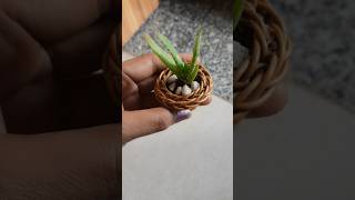 Reusing best 👌 d.i.y plant 🪴 👍propagation # shorts # gardening