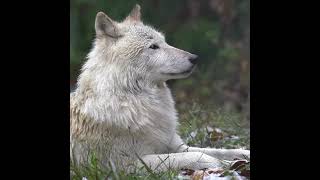 Wolf And Rain Sound #wolf #rain #sound #meditation #forest