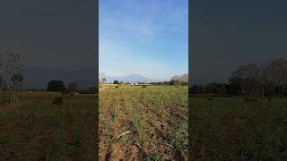 suasana pagi hari yang cerah #viralvideo #fypシ゚viral #pagi #sawah