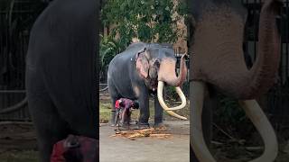 Kotte Raja🐘⛓️|Like & Subscribe #kotte raja #tusker # naturelovers # like #subscribe #lokibeasts