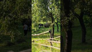 Undeva in Maramures- cadre de la țară- village life - Countryside ambient #mirific #nature #farmlife