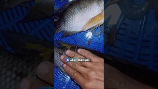 Dapat Ikan Mujair Babon 😱 #viralvideo #youtubeshorts #mujairbabon