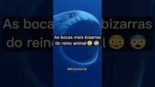 As bocas mais bizarras do reino animal #vidaselvagem