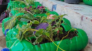 Pot bunga dari botol bekas murah meriah