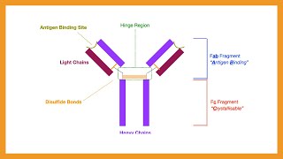 Antibody Structure & Function