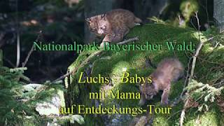 Nationalpark Bayer.Wald: Luchs Babys auf Entdeckungstour -  Bobcat Babys discovering