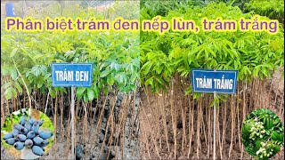 Vườn ươm trám đen nếp lùn cây ghép mau quả chuẩn chất lượng