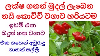 නයි කොච්චි වගාව නිවැරදිව