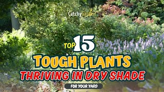 TOP 15 TOUGH Plants THRIVING in DRY SHADE 🌱🌞🌿🏆 // Gardening Ideas