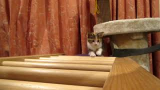 Kitten Ninja Warrior