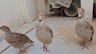 Dakhni Teetar Voice | Grey Francolin Voice