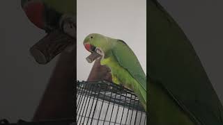 My Female Ringneck Parrot Guddo's favorite toy 🤣 #birds #ringneckparrot #parrot #superbparrot #bird