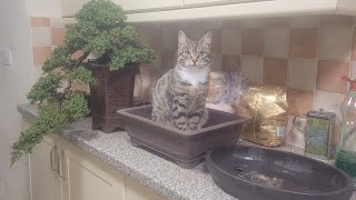 Bonsai in the kitchen another wet day