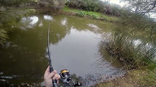 Catching CARP in a Roadside Pond!!