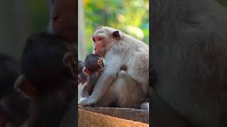 Ep525. Adorable Monkey Has the Cutest Reaction to Meeting a New Friend