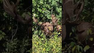 Bull Moose in Anchorage neighborhood.