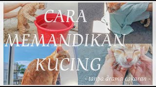 CARA MANDIKAN KUCING TANPA RIBET TANPA CAKAR [ Vlog kucing oren ]