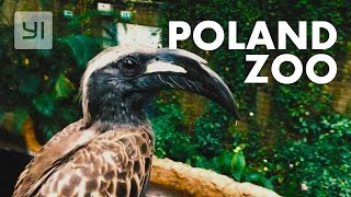 [POLAND] Wroclaw (MARKET SQUARE, ZOO)  #YICamera | YI 4K