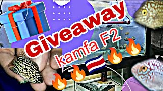 🔥🔥 Giveaway // Louhan kamfa F2 thai 🇨🇷. #louhankamfa #ikanlouhan #louhanfish