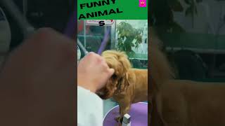 Funny Animal Videos 2022 😂 - Best Dogs And Cats Videos 😺😍 #short