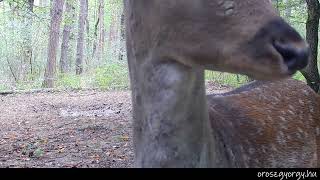 Dámszarvas borjú felfedezi a rejtett kamerát - Fallow deer calf discovers hidden camera