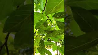 Custard apple