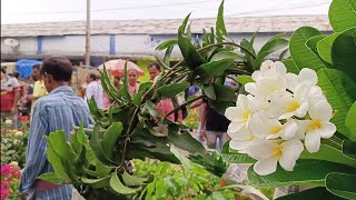 19 May Morning Galiff Street Flower Plants Market Update | Champa Rongoon Bougainvillea