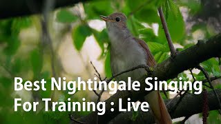 Best Nightingale Singing For Training : Live