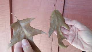 Sea Island Oak Trees - How to ID