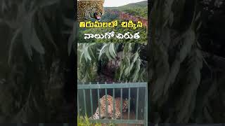 తిరుమలలో చిక్కిన నాలుగో చిరుత|TTD|Tirumala |Tirupati |My Telugu tv