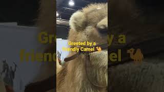 Hungry Camel at the Chicago Travel Show 2023