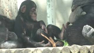 서울대공원 아기 침팬지 '아자' ( 30 Months Baby Chimp 'AJA' )